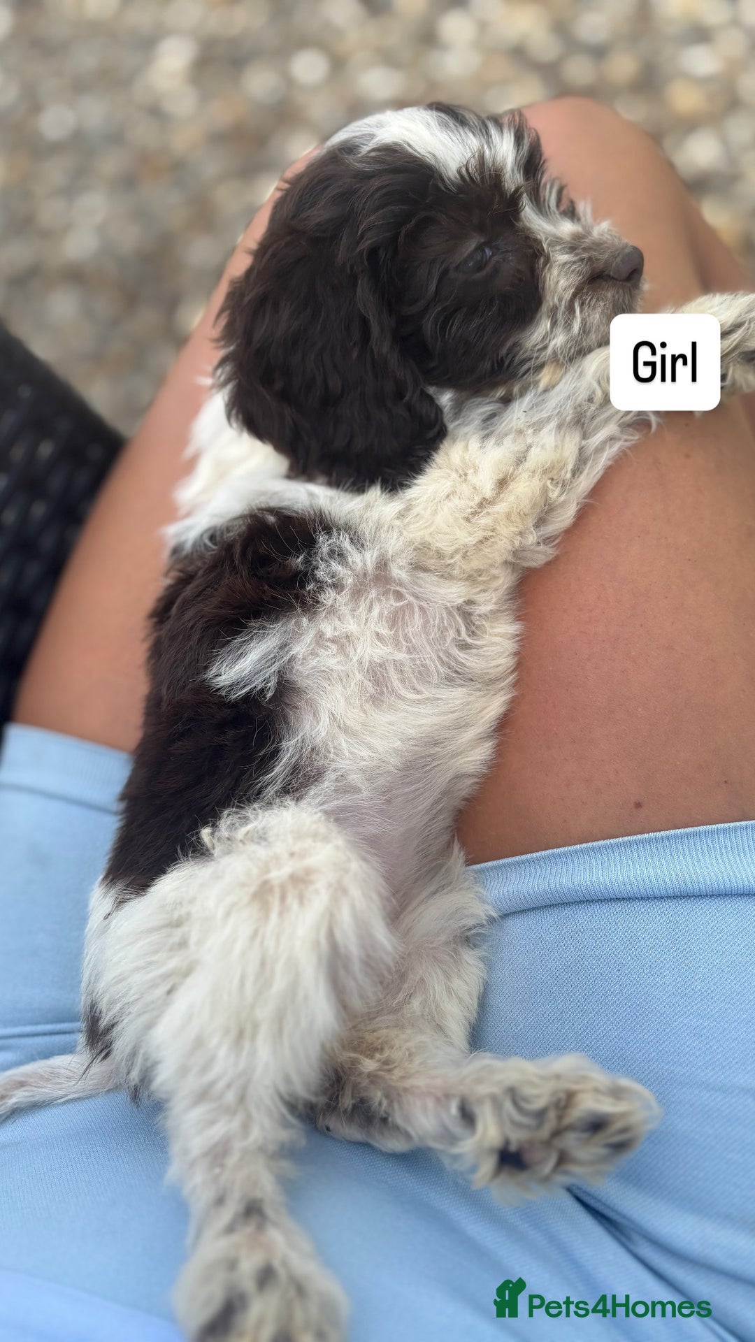 Cockapoo dogs for sale: Hi for sale is my 10 cockapoo puppy’s New  - Image 2