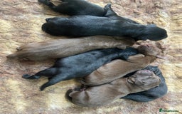 Labrador Retriever dogs for sale: KC registered Labrador pups ready October  - Image 6