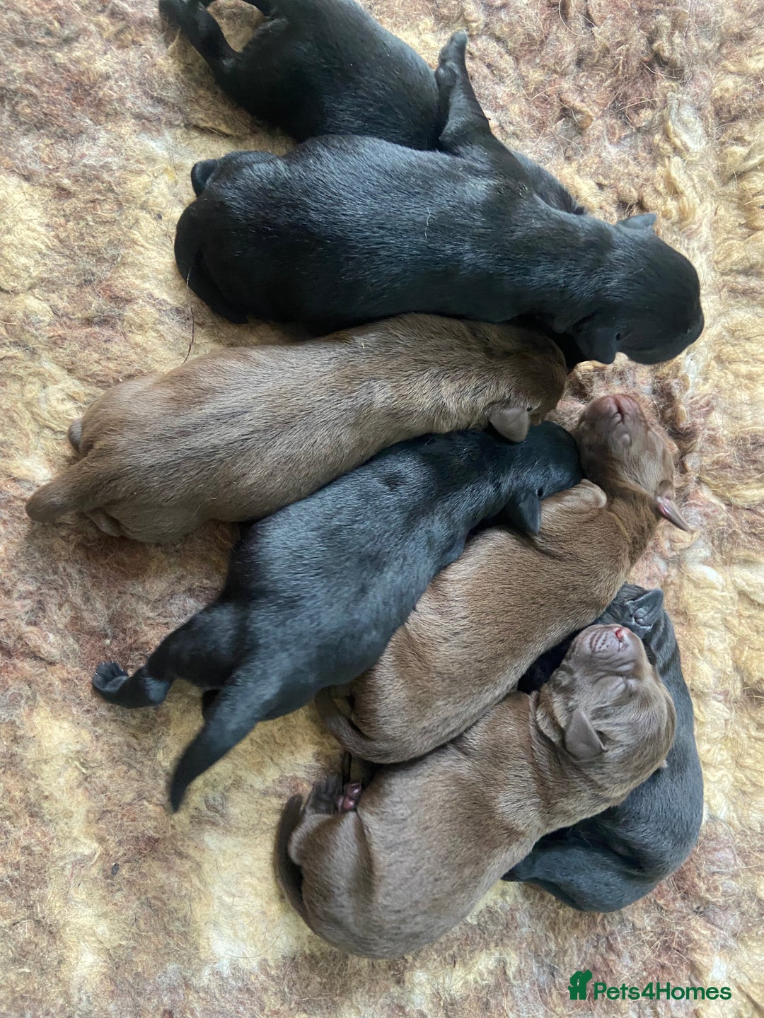 Labrador Retriever dogs for sale: KC registered Labrador pups ready October  - Image 6