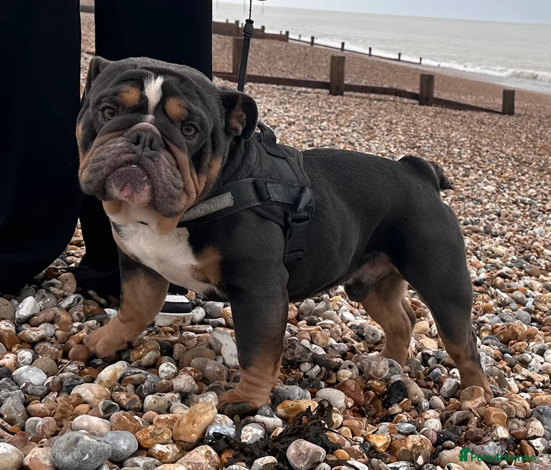 English Bulldog dogs for sale: Gorgeous blue tri Male  - Advert 3