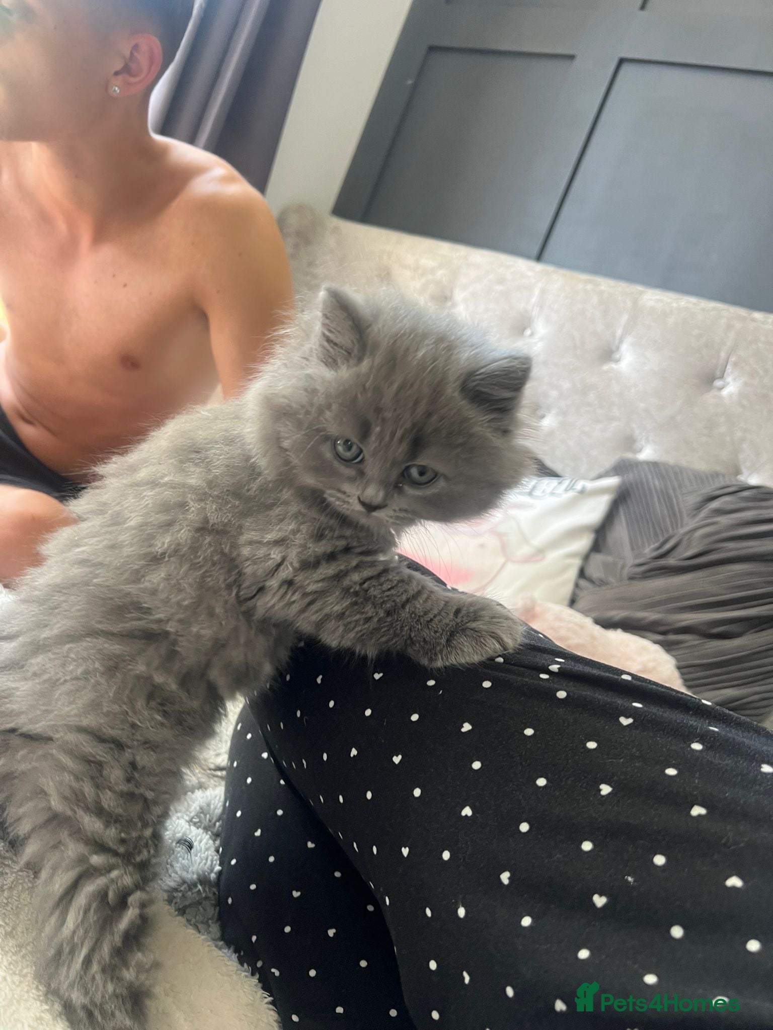 Scottish Fold cats for sale: 5 beautiful Scottish Fold’s kittens  - Advert 18