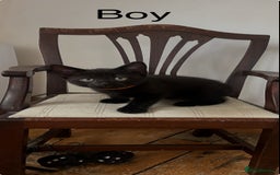 British Shorthair cats for sale: Cute British Shorthair Mixed Kittens Ready Now!  - Image 6