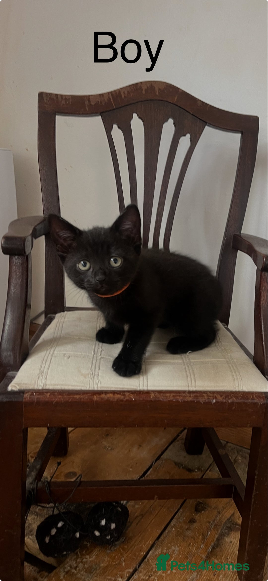 British Shorthair cats for sale: Cute British Shorthair Mixed Kittens Ready Now!  - Image 6