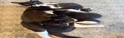 Mixed Breed cats for sale: Beautiful kittens  - Advert 2