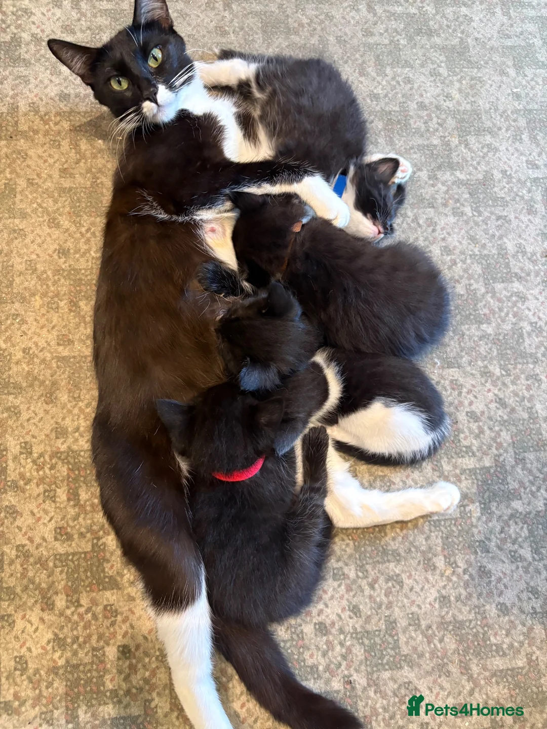 Mixed Breed cats for sale: Beautiful kittens  - Advert 2
