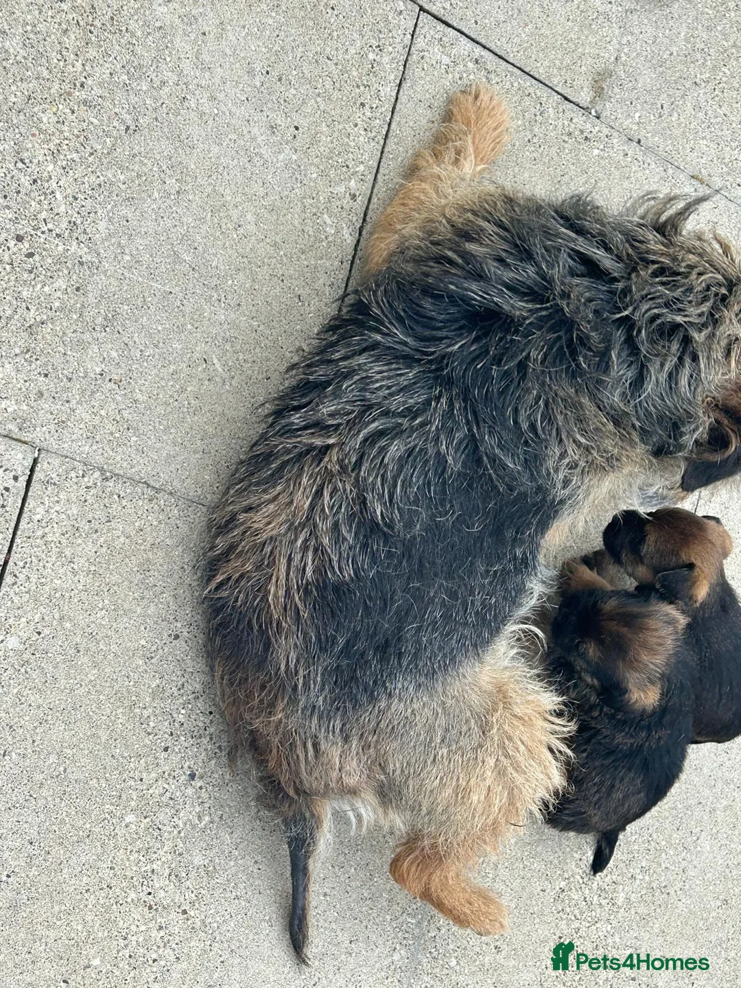 Border Terrier dogs for sale: Border terrier puppies - Advert 10