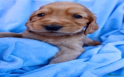 Cocker Spaniel dogs for sale: Beautiful family SHOW cocker spaniels LAST 2 - Image 29
