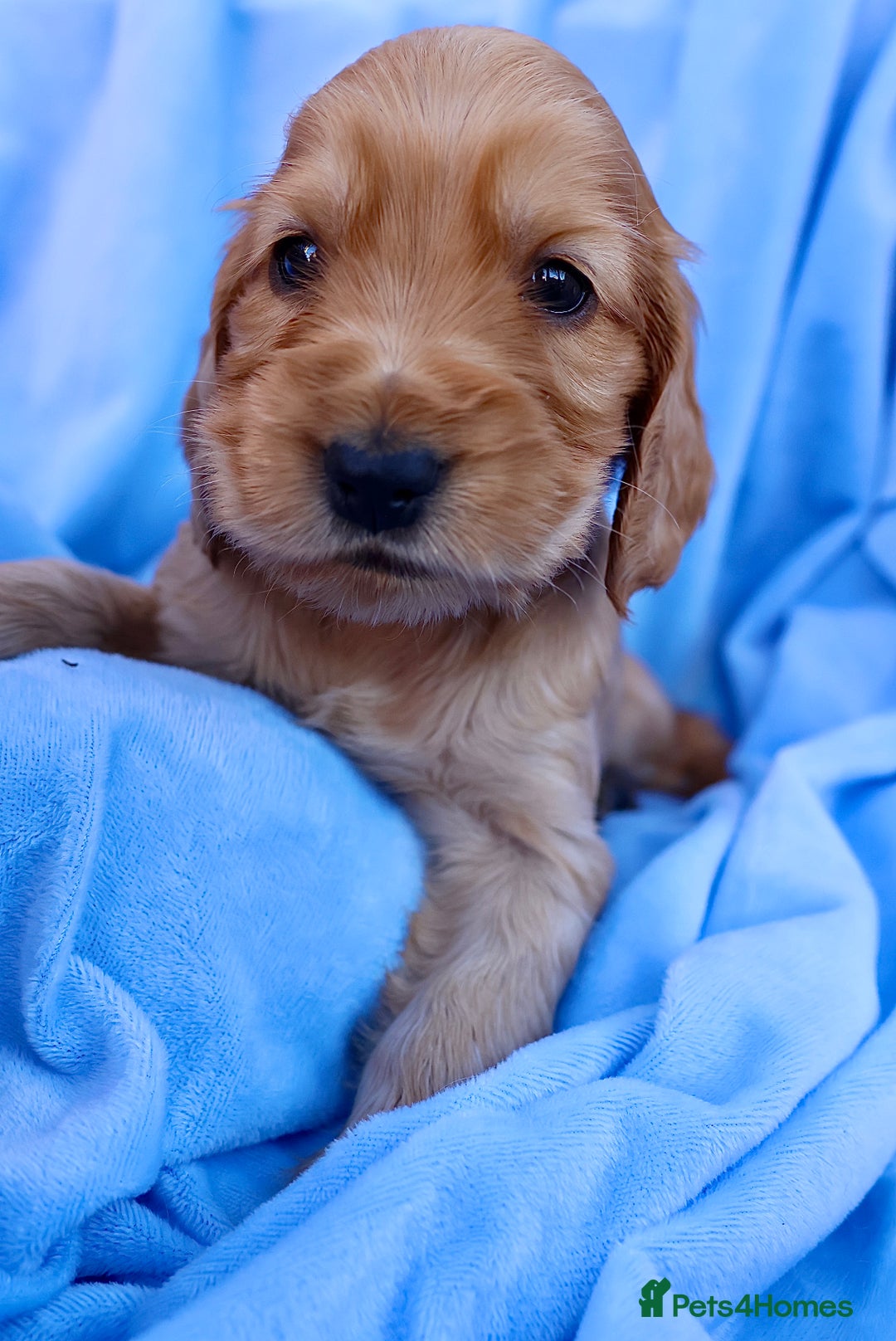 Cocker Spaniel dogs for sale: Beautiful family SHOW cocker spaniels LAST 2 - Image 29
