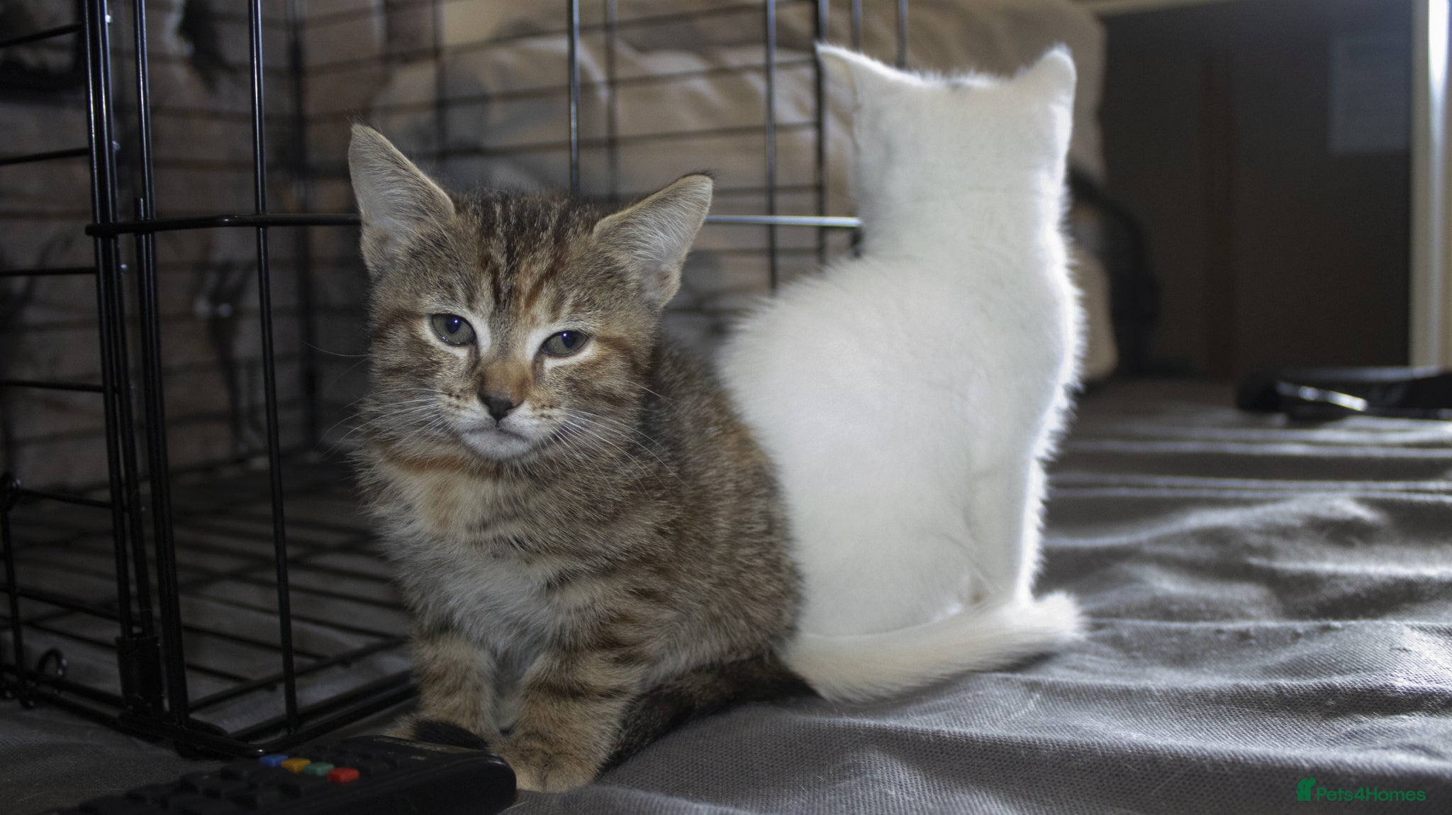 Mixed Breed cats for sale: 5 beautiful mixed breed kittens for sale. - Advert 10