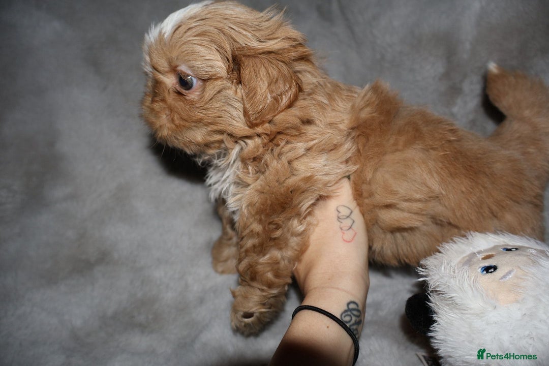 Shih Tzu dogs for sale: ✨️Exceptional Imperial Litter Ready Mid December✨️ - Advert 13