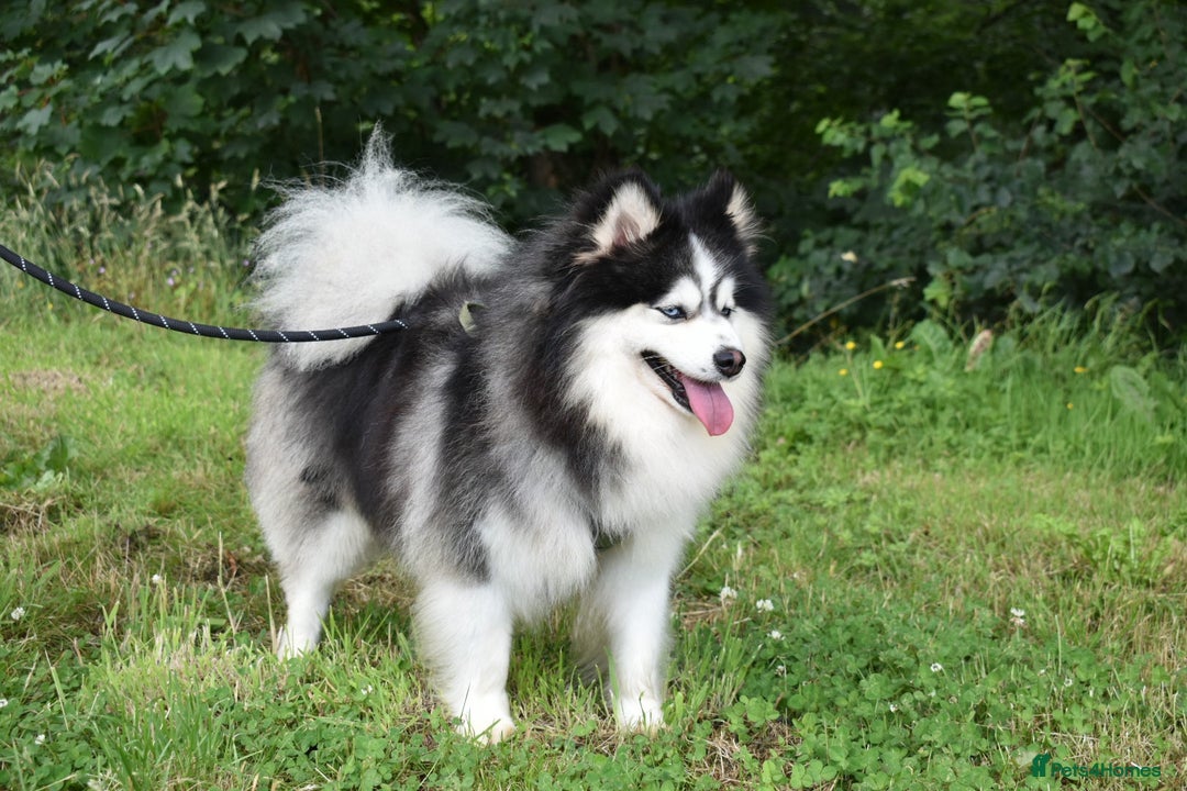 Pomsky dogs for stud: American Import blue eyed F3 Pomsky Bb/Dd in Ammanford - Image 5