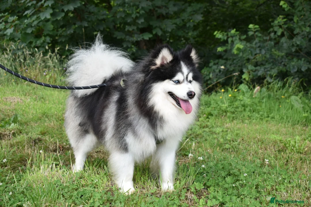 Pomsky dogs for stud: American Import blue eyed F3 Pomsky Bb/Dd in Ammanford - Advert 5