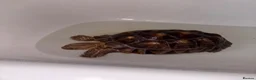 Tortoise reptiles for sale: Sulcata tortoise  - Advert 4