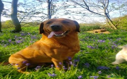 Labrador Retriever dogs for stud: Fox Red Stud Dog, Kennel Club Registered in Chelmsford - Image 3