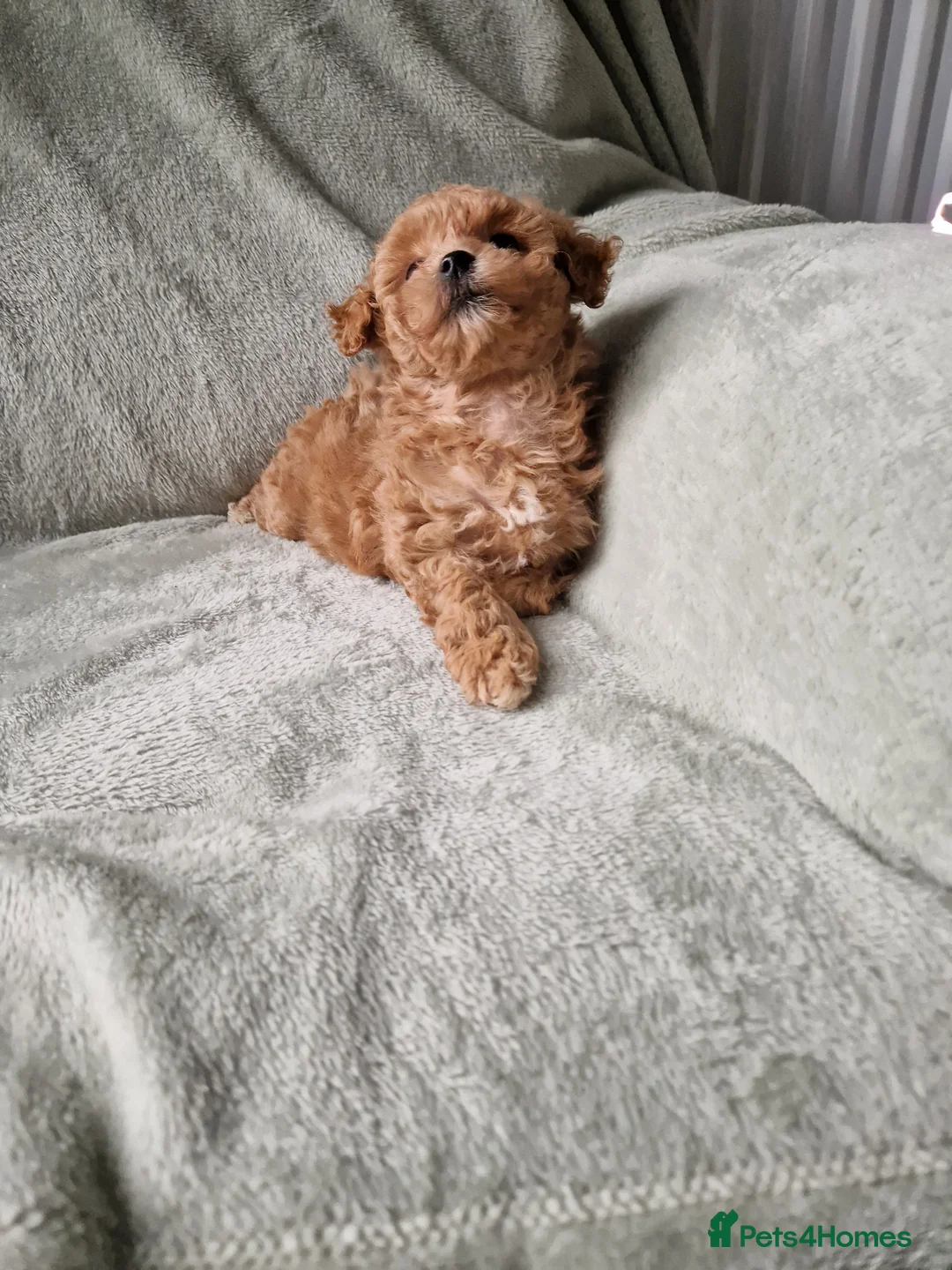 Maltipoo dogs for sale: Absolutely stunning maltipoo puppies  - Advert 14