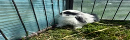 Mini Lop rabbits for sale: Litter of Mini lop Bunnies  - Advert 14