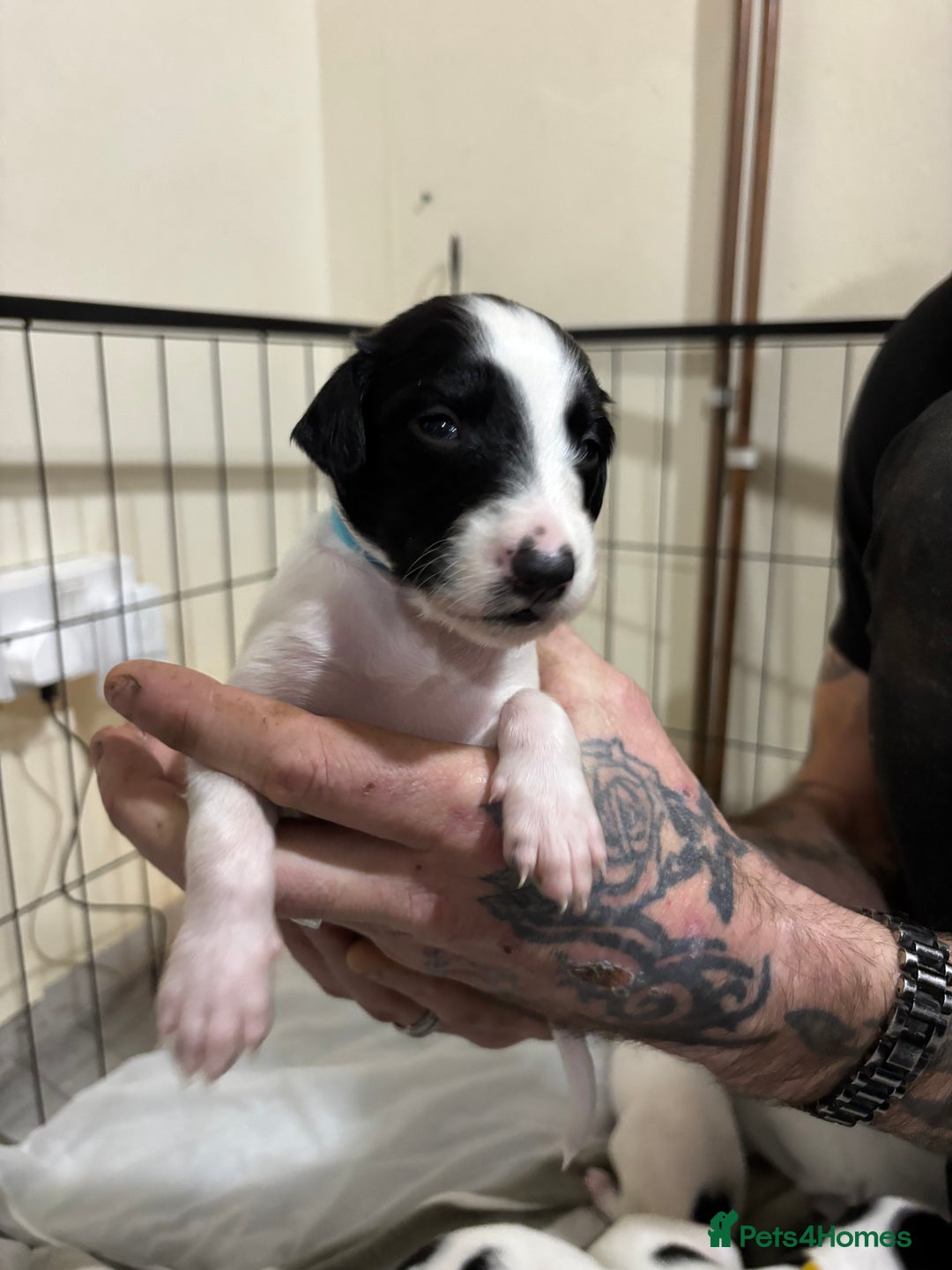 Whippet dogs for sale: Whippet puppies  - Advert 4