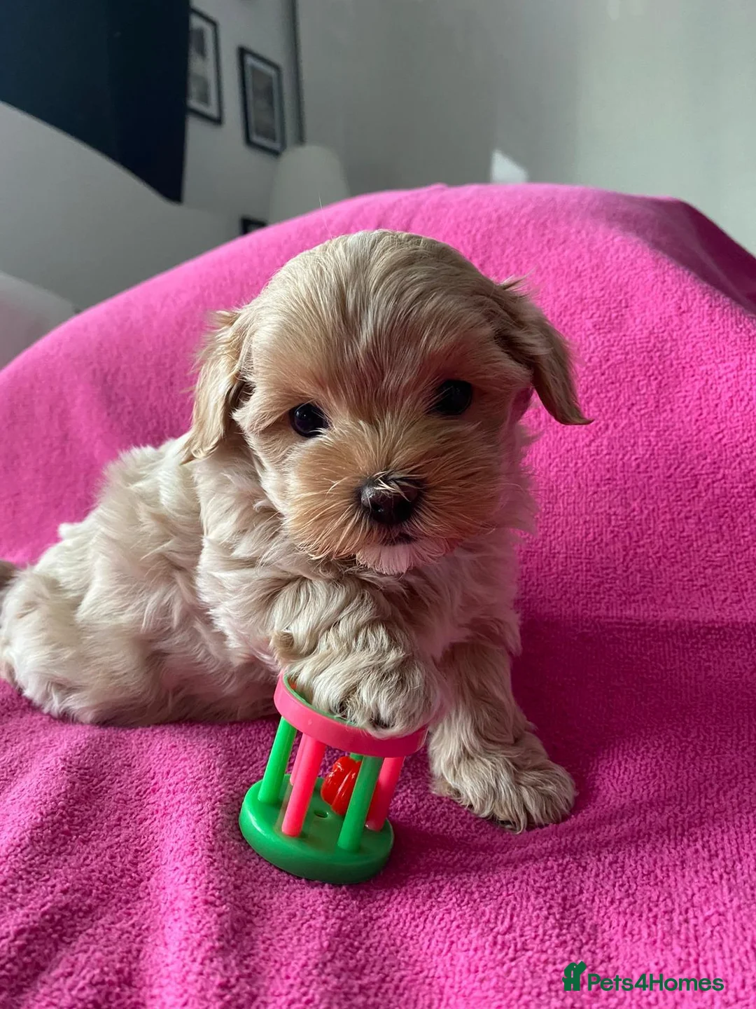 Maltipoo dogs for stud: Beautiful Maltipoo Stud 🐶 in Walsall - Advert 16