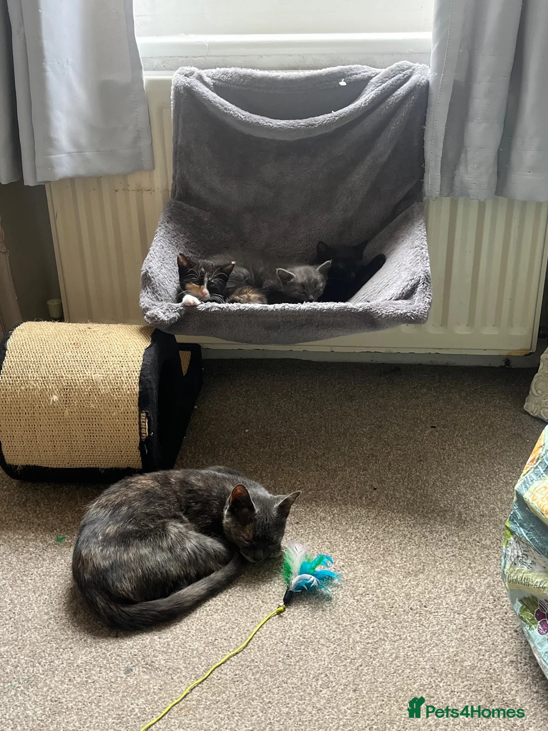 British Shorthair cats for sale: Kittens  - Advert 2
