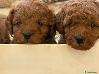 Cockapoo dogs Stunning Deep Red F1b Cockapoo Puppies - Advert 10