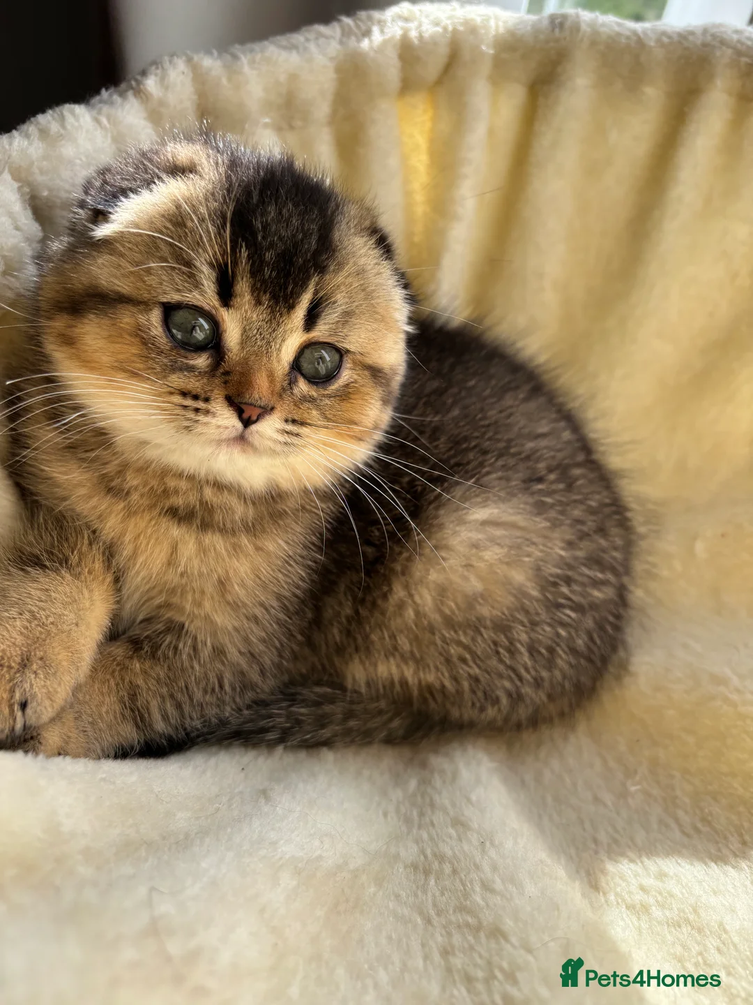 Scottish Fold cats for sale: ✨ LAST FEMALE KITTEN AVAILABLE ✨ - Advert 2