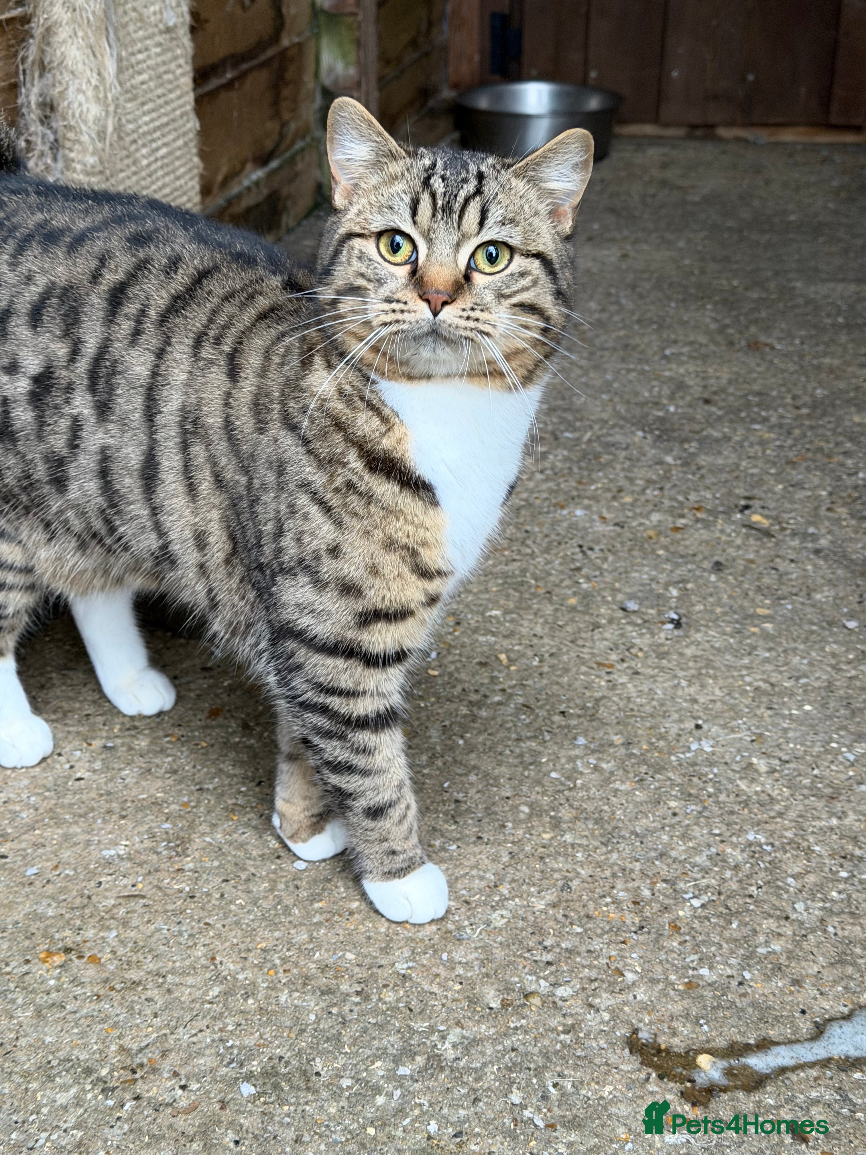 Mixed Breed cats Domestic cat - Advert 1