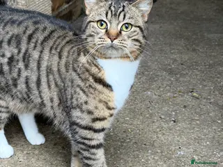 Mixed Breed cats Domestic cat - Advert 5