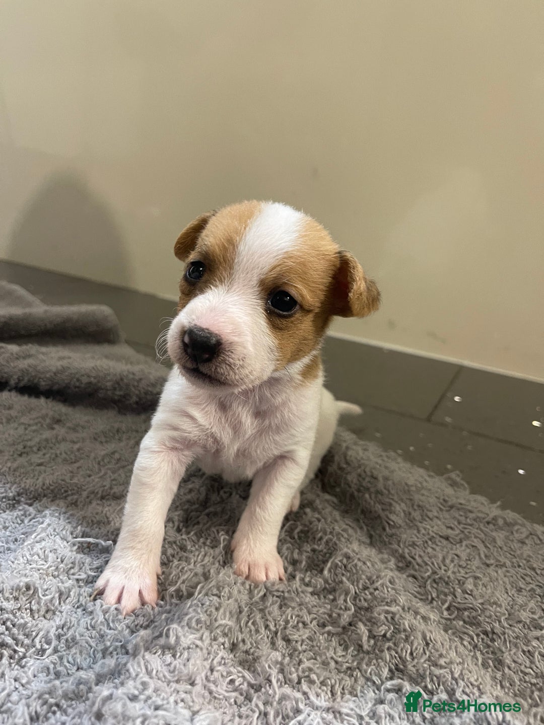 Jack Russell dogs for sale: READY NOW! OutstandingJack Russell puppies - Advert 29