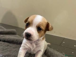 Jack Russell dogs Outstanding litter of Jack Russell puppies - Advert 17