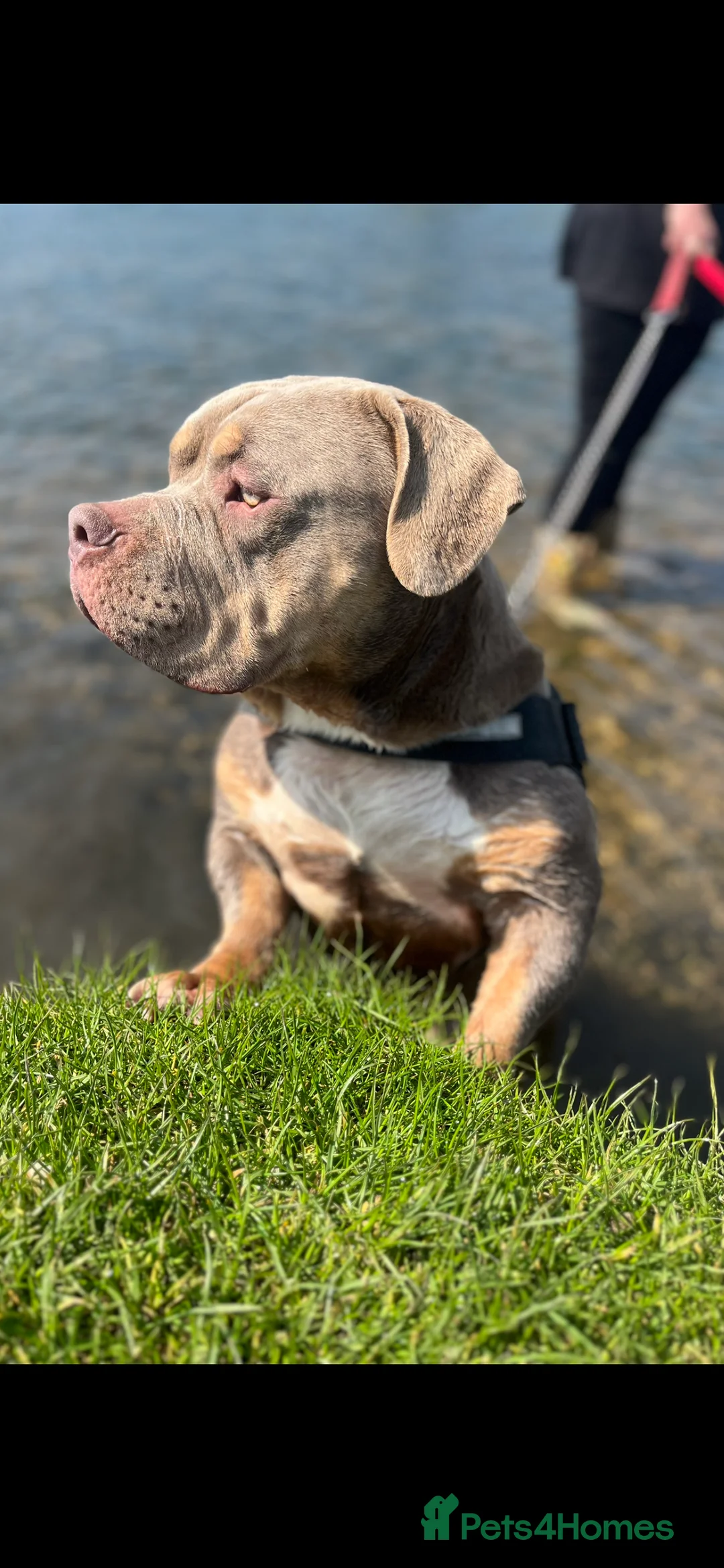 American Bully dogs for sale: Ghost pocket bully look for a new home  in Cardiff - Advert 3