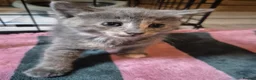 Mixed Breed cats for sale: 4 Beautiful Kittens  - Advert 3