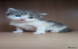 Maine Coon cats for sale: 5 Beautiful Maine Coon kittens available! 😻 - Image 8