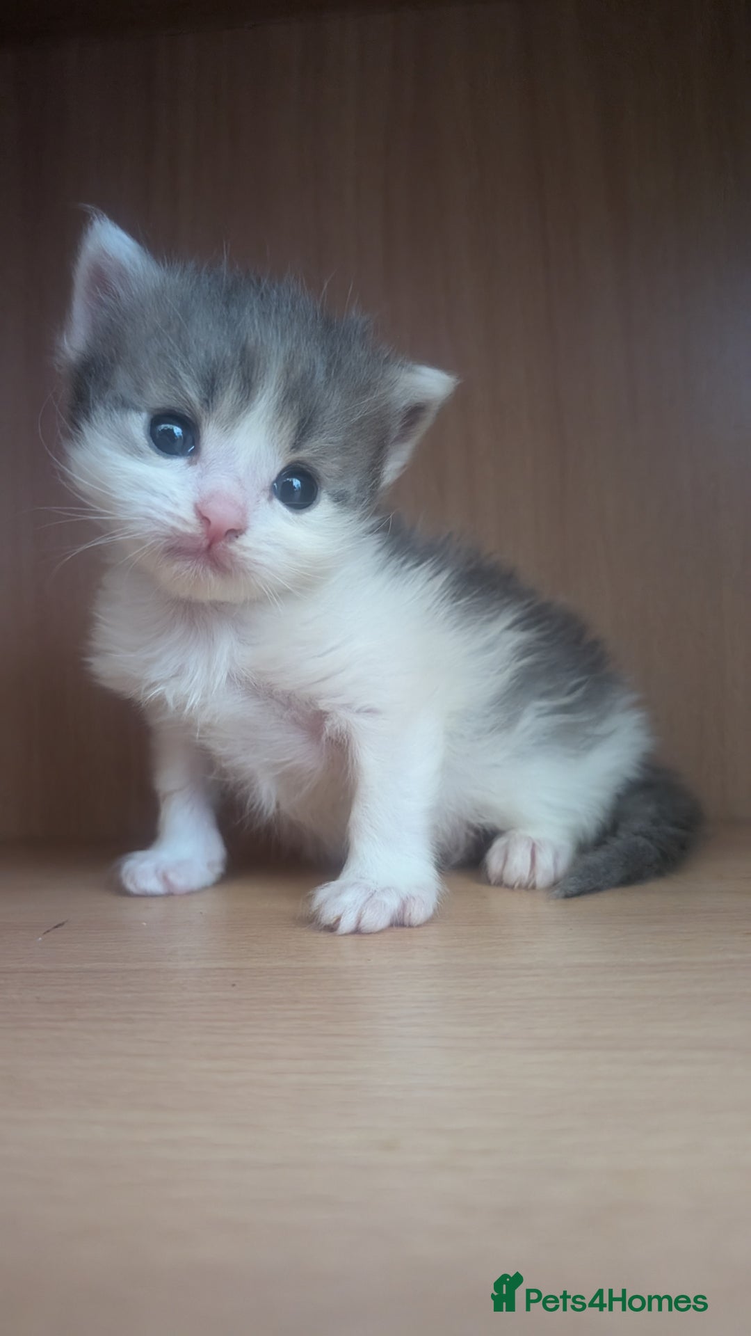 Maine Coon cats for sale: 5 Beautiful Maine Coon kittens available! 😻 - Image 8