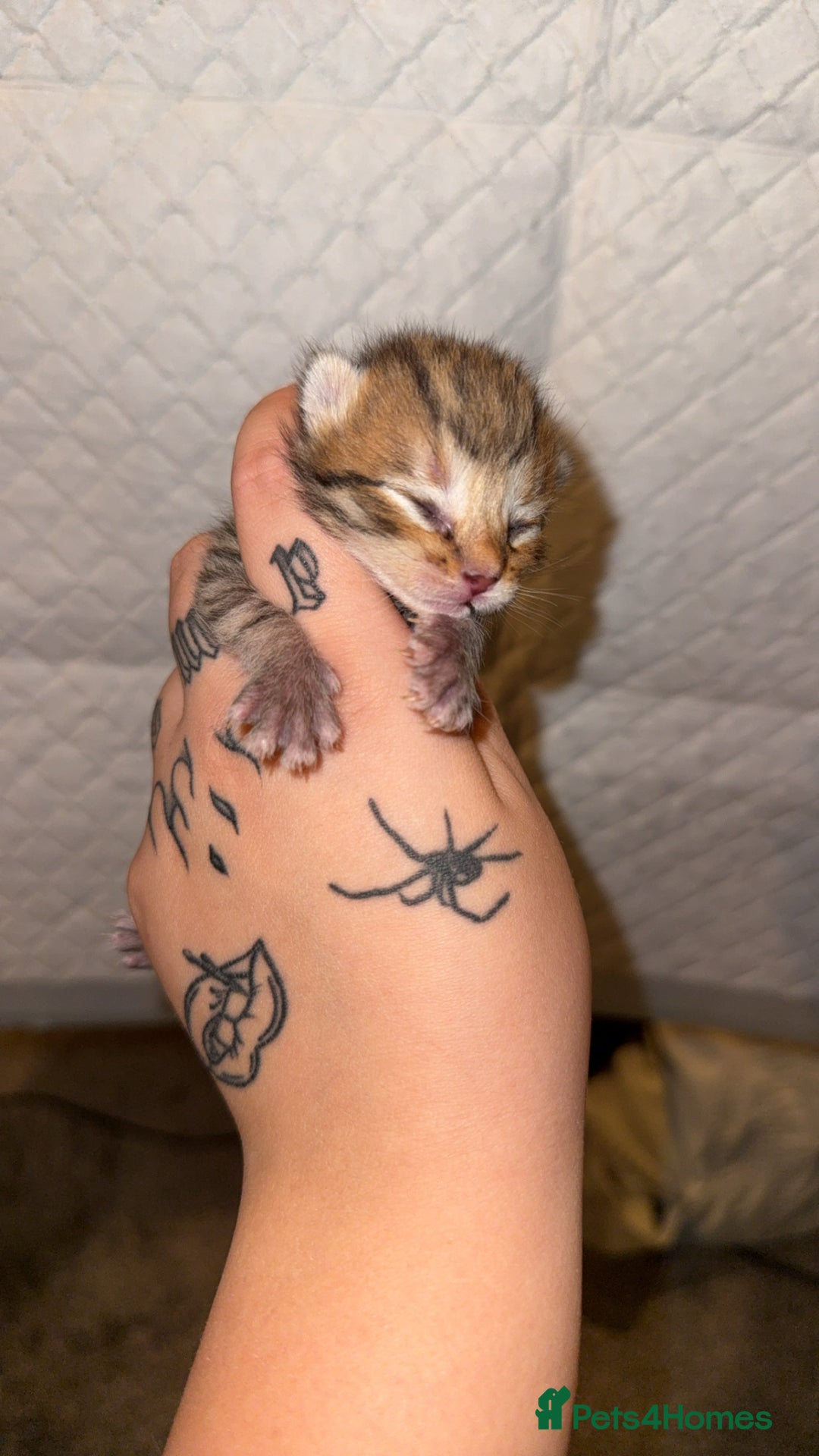 Bengal cats for sale: 10 Beautiful Bengal Kittens - Image 2