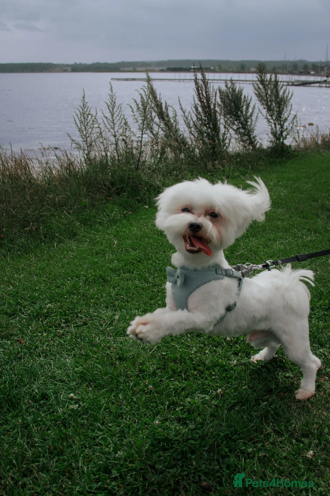 Maltese dogs for stud: Available for stud - Advert 2