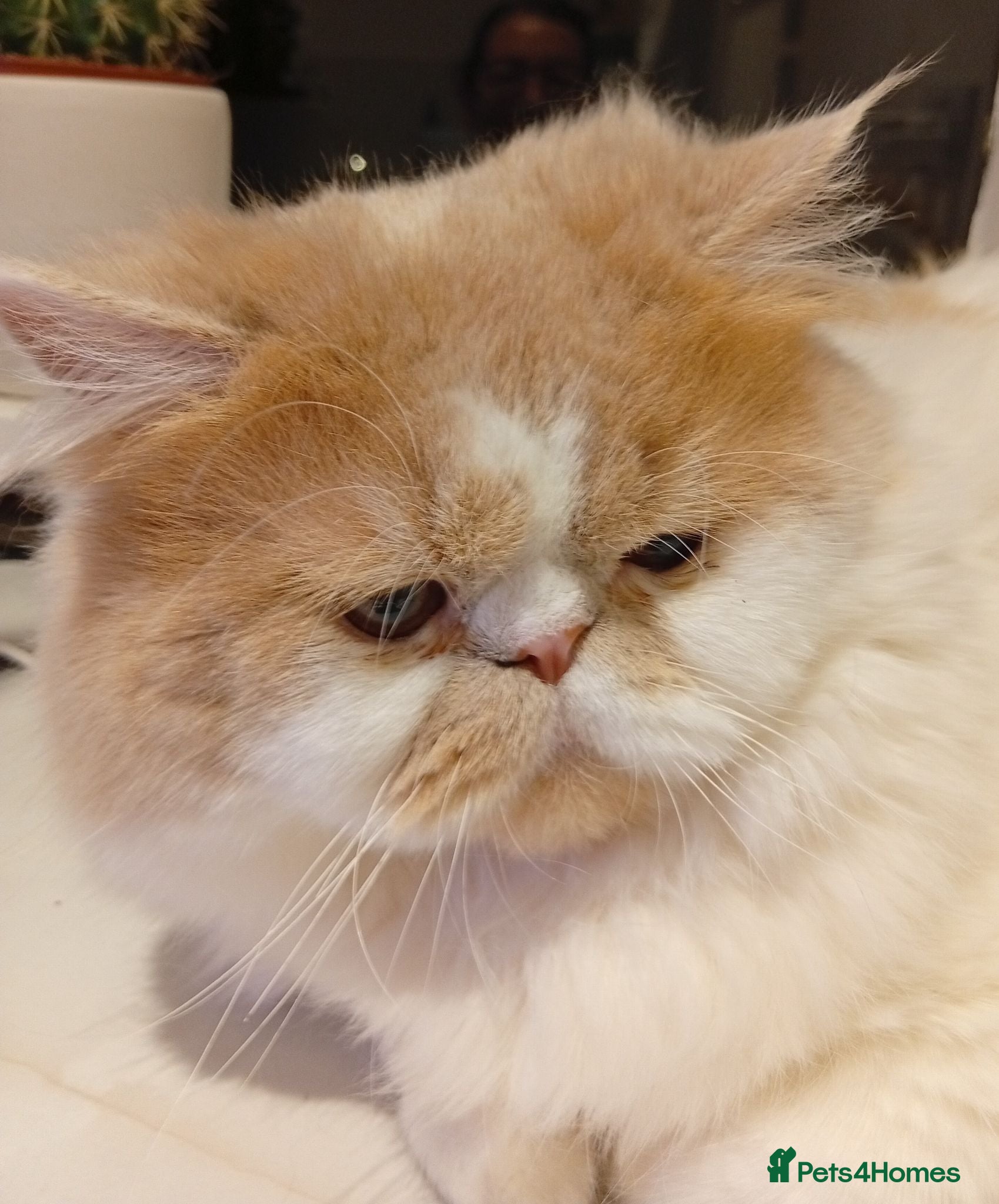 Persian cats Veronik - Advert 2