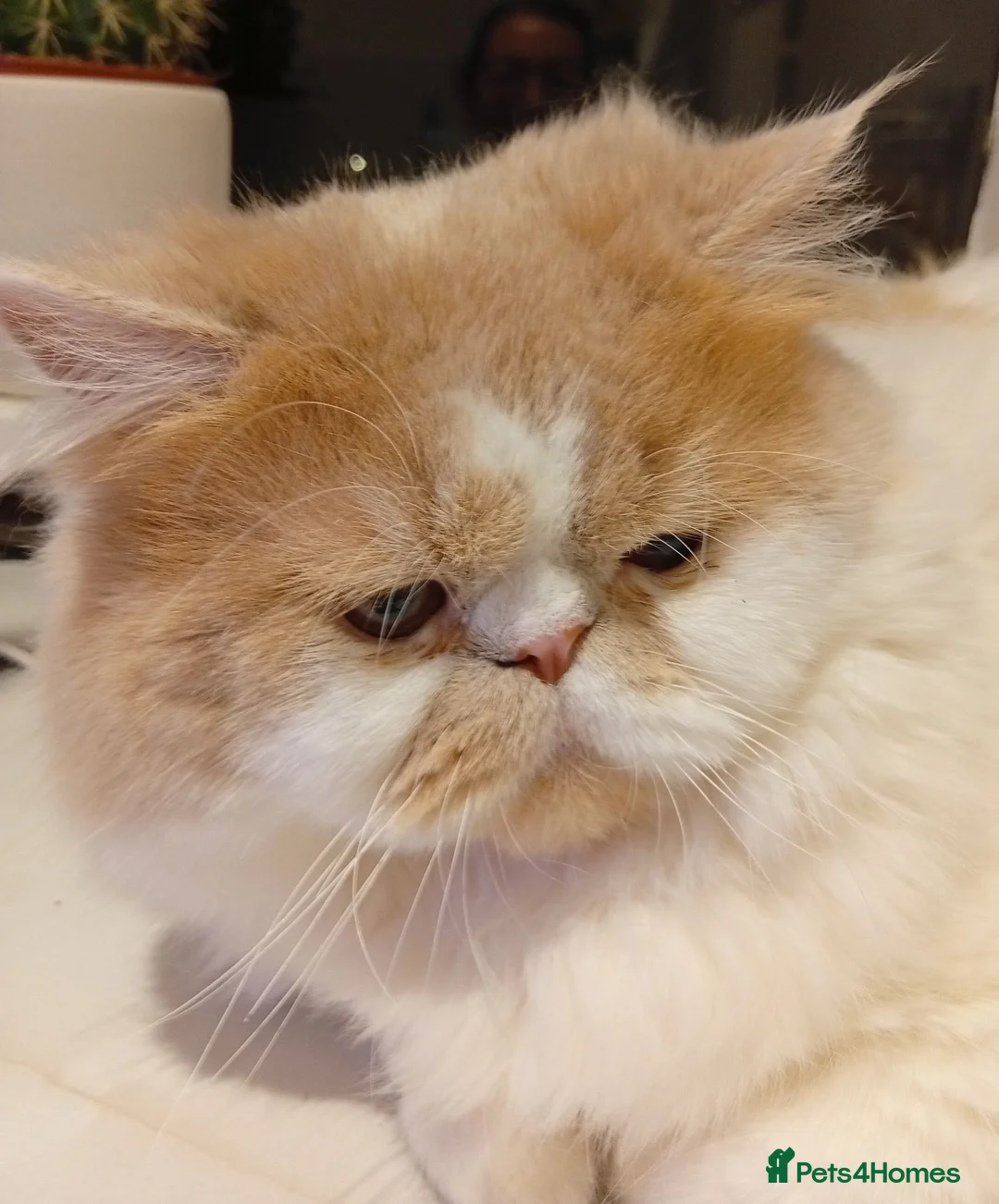 Persian cats for stud: Veronik - Advert 2