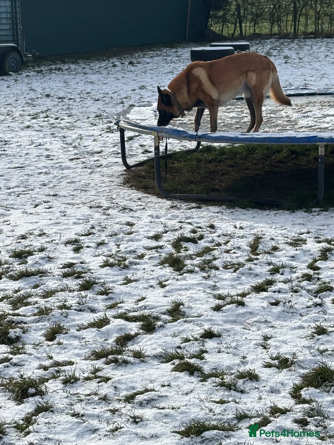 Belgian Shepherd Dog dogs for sale: Belgian shepherd looking for new home  - Advert 5