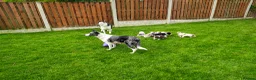 Border Collie dogs for sale: Border collie puppies - Advert 5