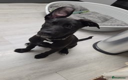 Mixed Breed dogs for sale: 14 week German shepard x rottweiler  - Image 3
