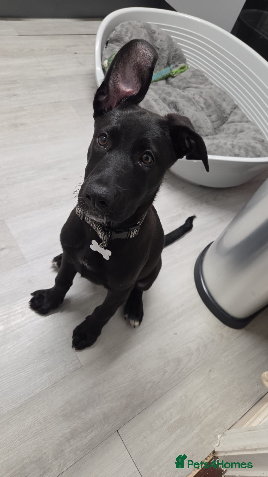 Mixed Breed dogs for sale: 14 week German shepard x rottweiler  - Image 3