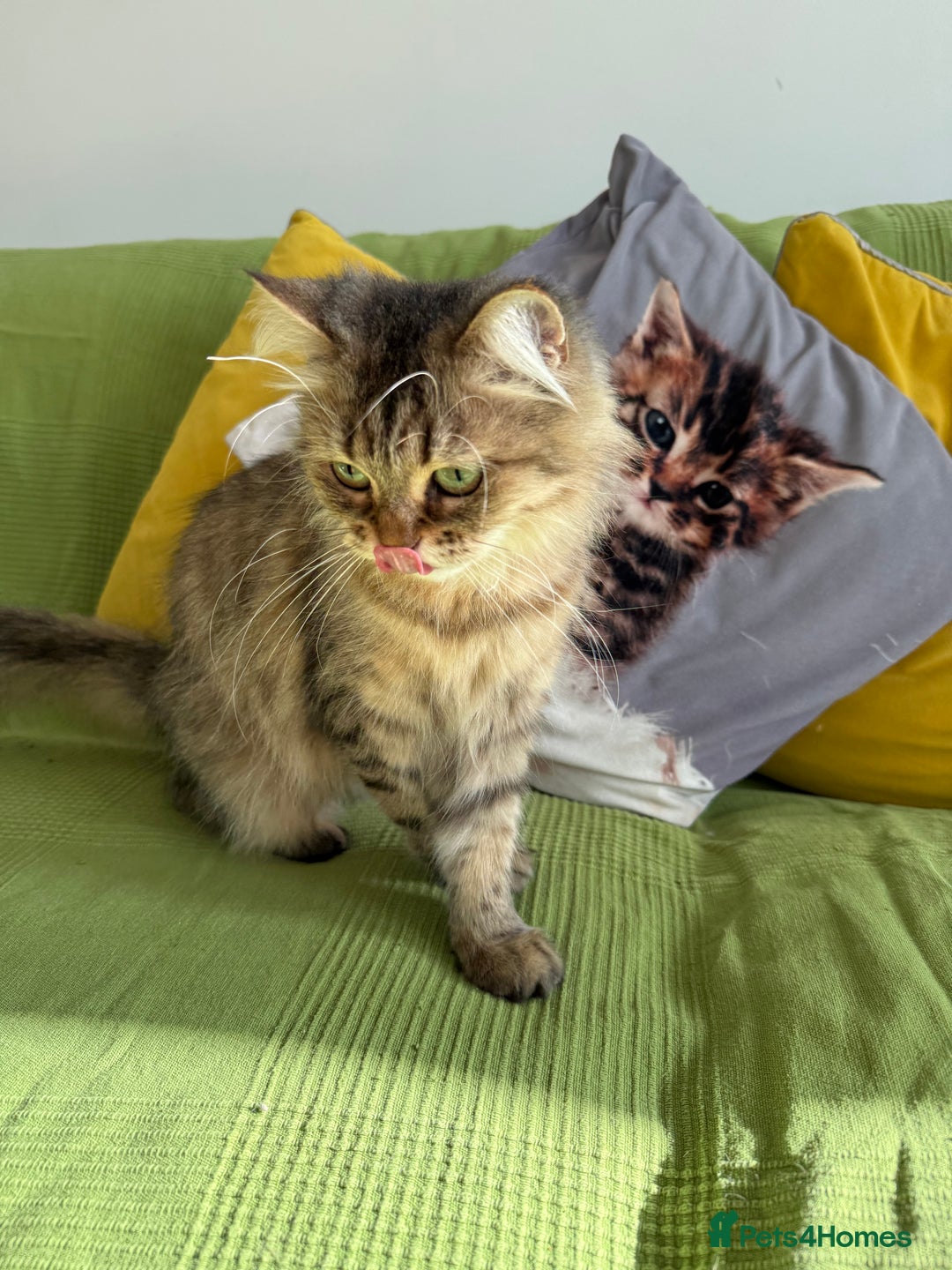 British Longhair cats for sale: British Longhair Cat - Image 9