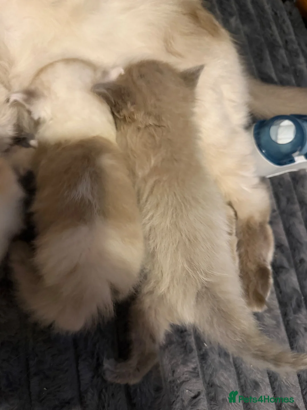 Ragdoll cats for sale: Beautiful little fluffy ragdolls - Advert 2