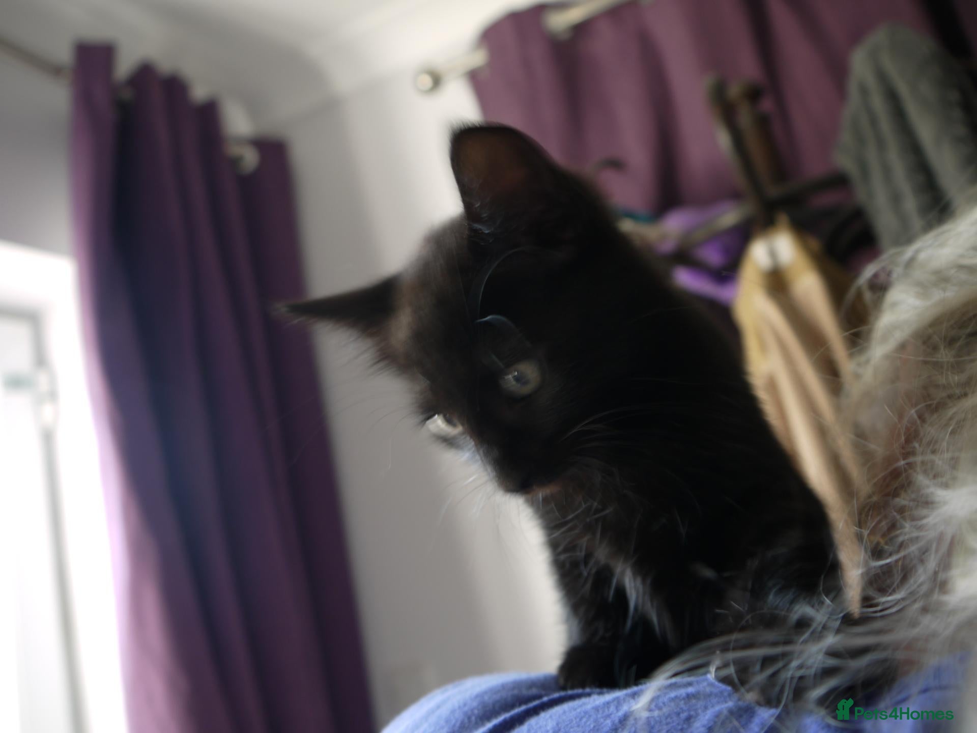 Mixed Breed cats BEAUTIFUL KITTENS FOR SALE - Advert 3