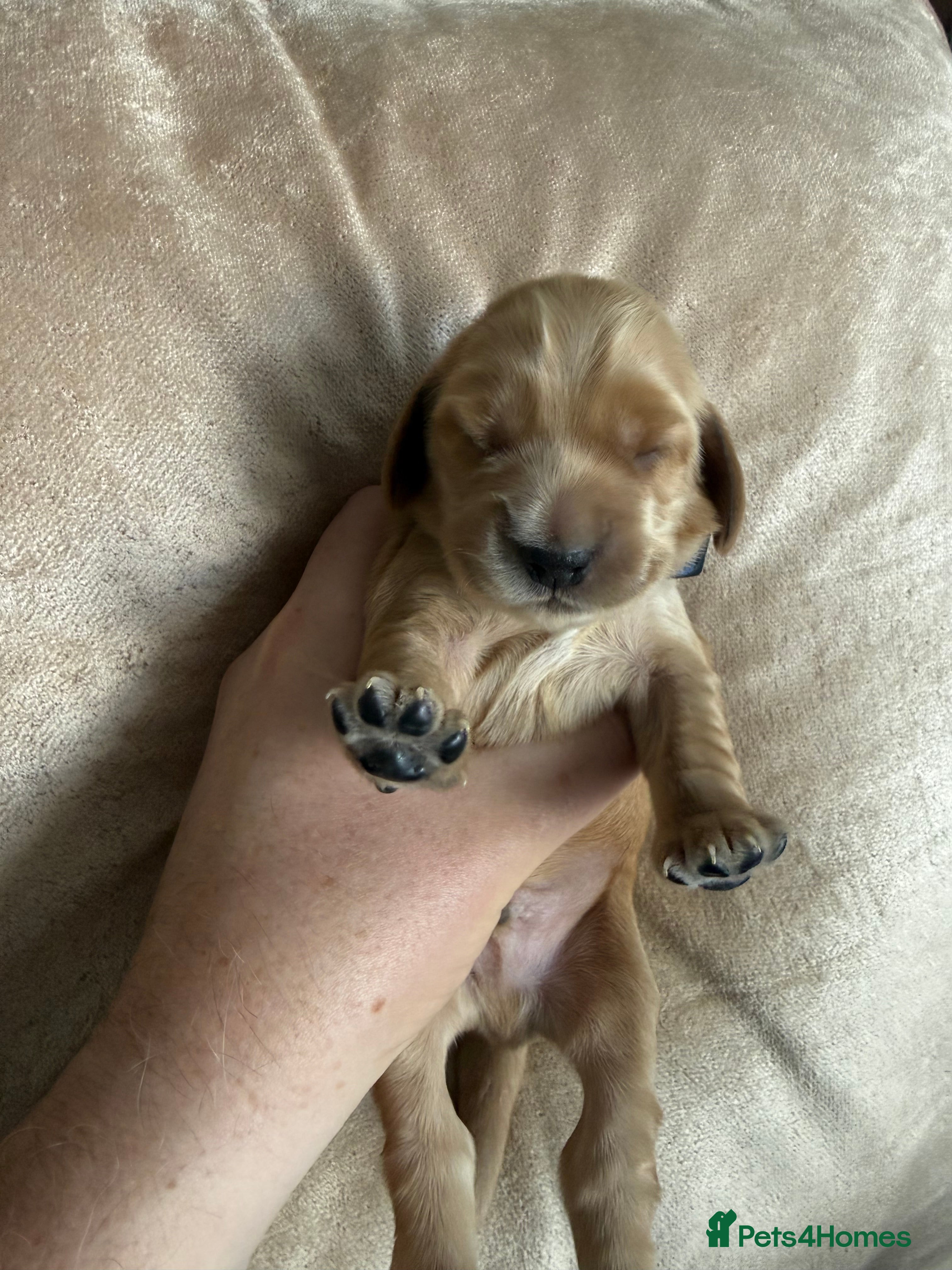 Cocker Spaniel dogs Show type cocker spaniel puppies - Golden  - Advert 2