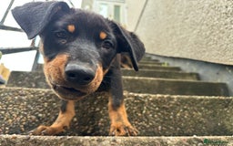 Rottweiler dogs for sale: Healthy Rottweiler puppies ready now  - Image 31