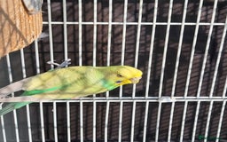 Budgerigars birds for sale: Mr Hritcan - Image 9