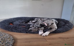 Mixed Breed dogs for sale: Caucasian Shepherd x pocket bully in Shrewsbury - Image 5