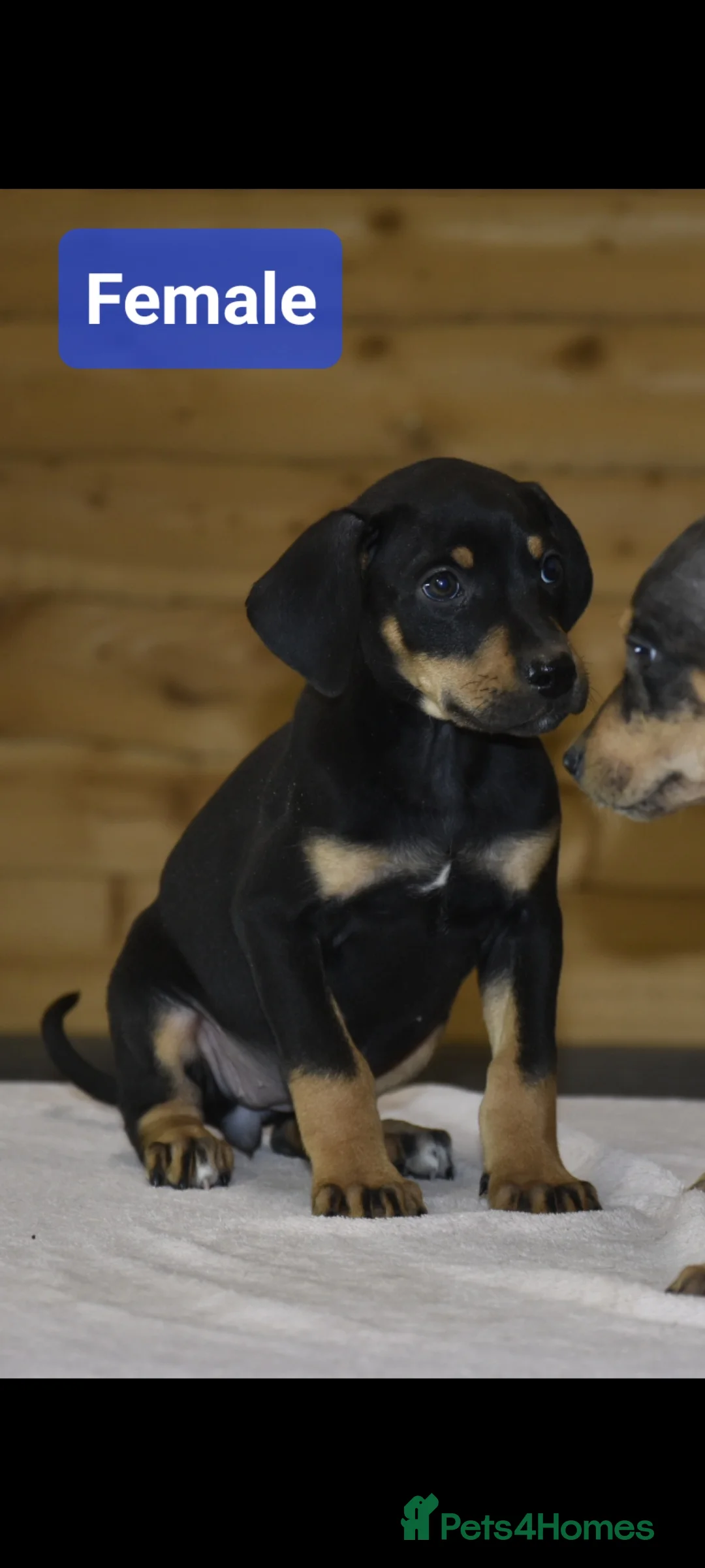 Dobermann dogs for sale: Unique hybrid dobermann pups - Advert 11