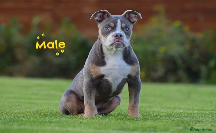 English Bulldog dogs - Advert 6